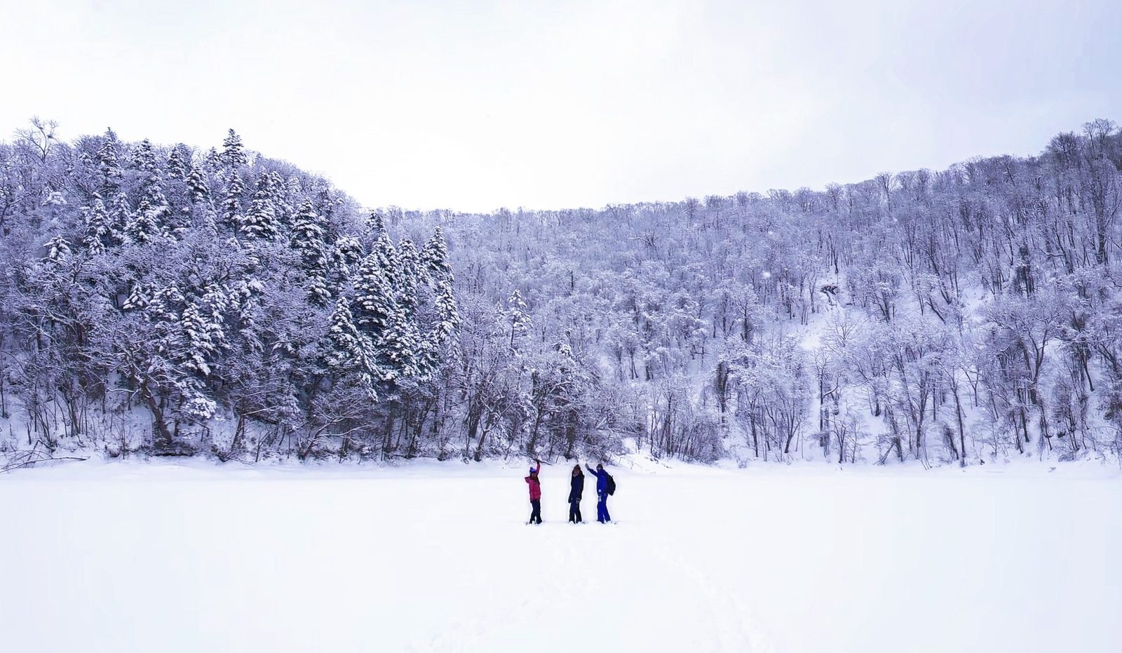二世古白樺林粉雪雪原，雪地上的滑雪者身影